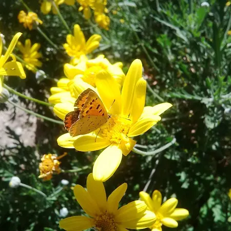 Apartamento Da Laura E Sergio Vezzi Portio